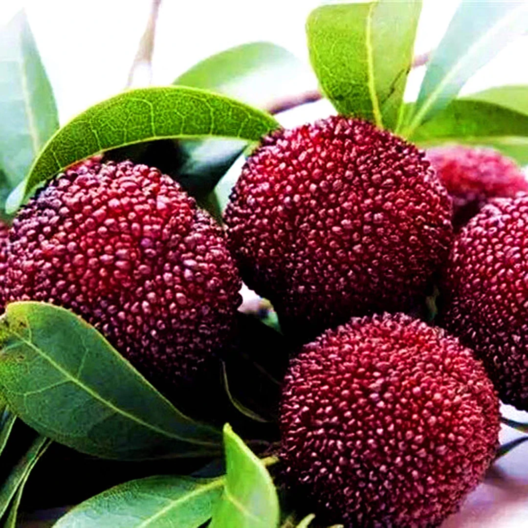 【仙居东魁大果3斤1箱】单果18-23克 现摘大果杨梅（次日达包邮）新鲜杨梅浙江省