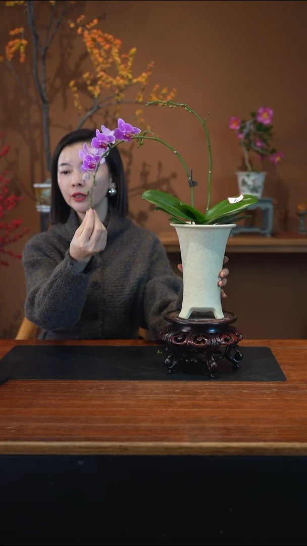 全部花朵粉珠帘盆景盆景