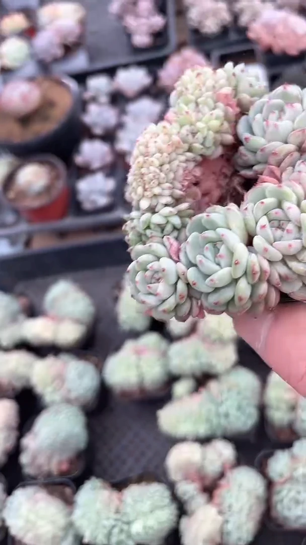 【闪购商品】565多肉