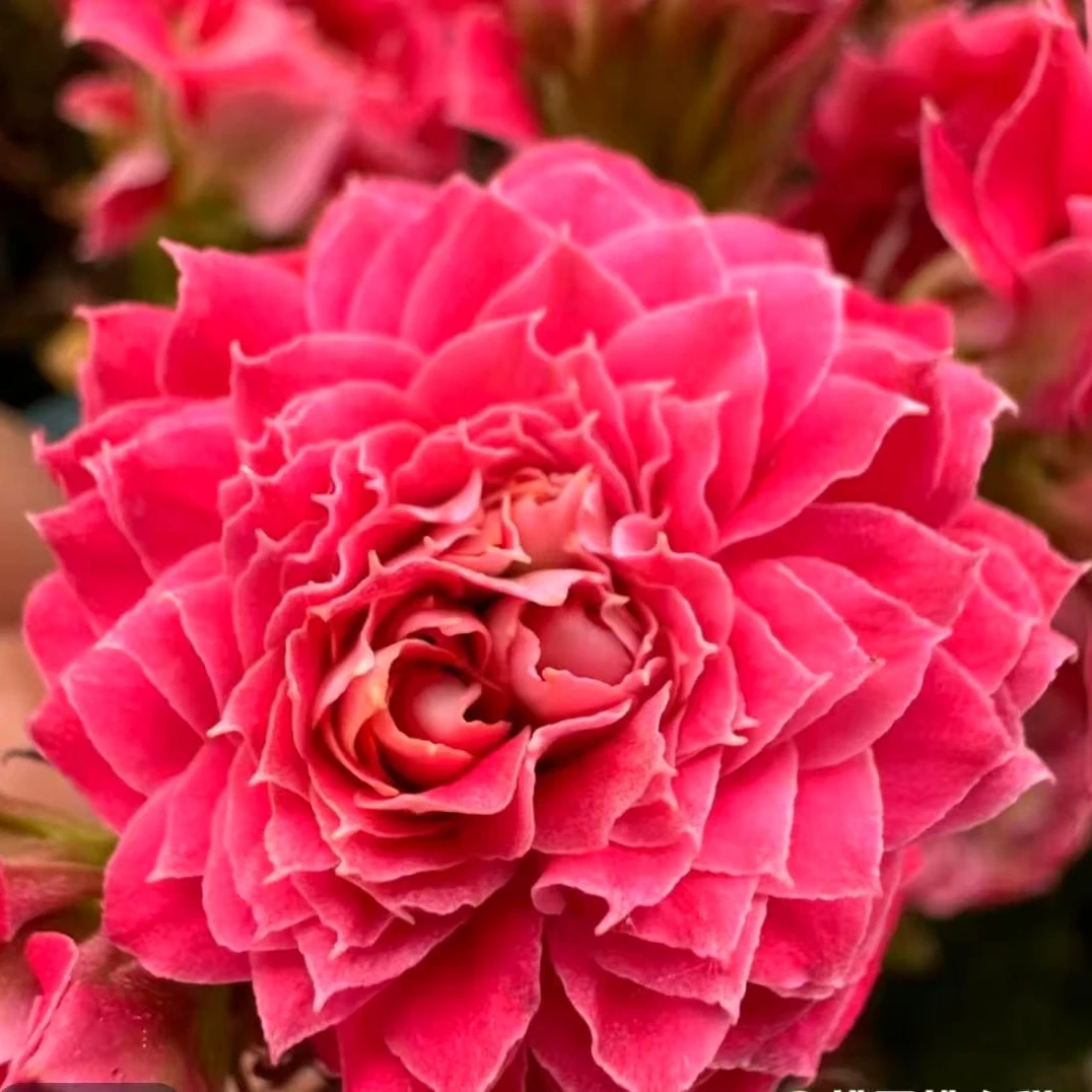 【步步生花】～懒人花卉美观带花苞室内客厅阳台花。