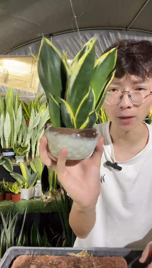 荷花兰裸根4棵8.8