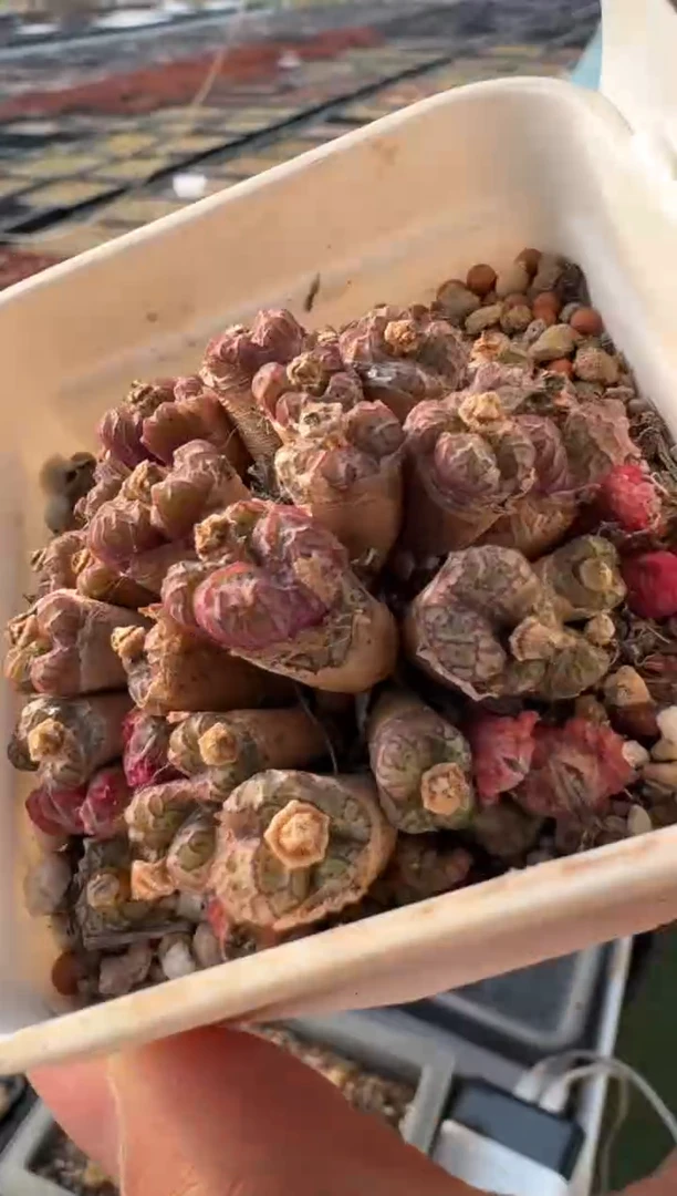 美丽的肉石头10-287