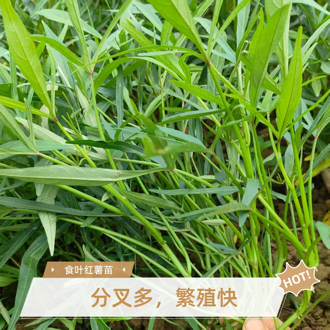 食叶型红薯叶苗专吃叶子的番薯叶苗广西地瓜苗盆栽种植蔬菜