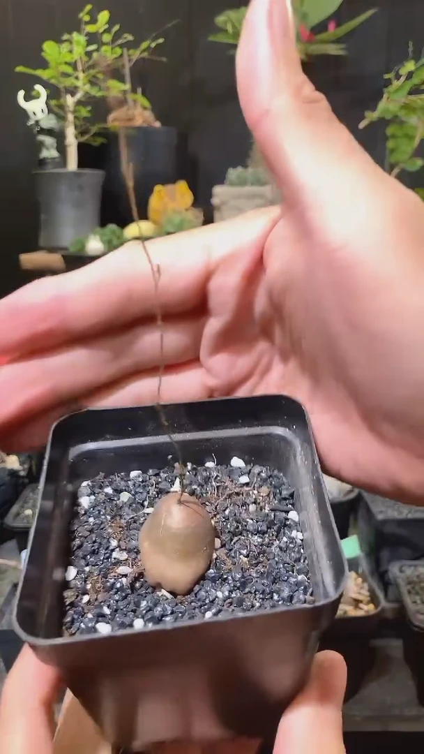 量拍福利半球龟甲龙宝宝带盆