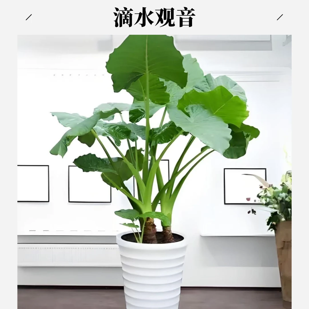 滴水观音盆栽大叶观叶植物霸王芋室内盆景