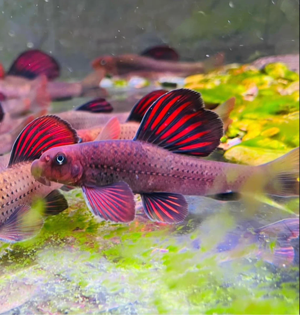 建德小镖鮈长鳍鱲按盒卖