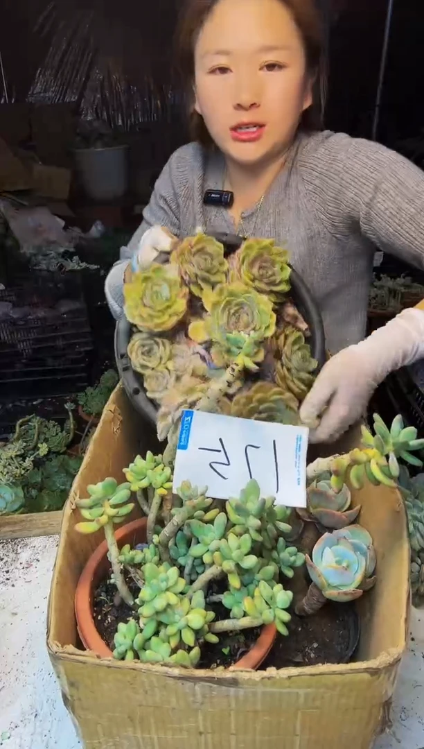 175号一物一拍默认微瑕不售后