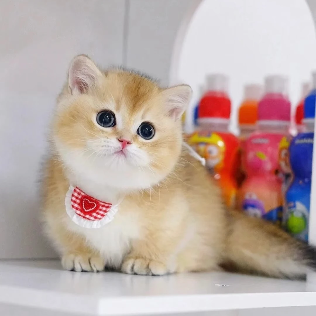 【泡泡猫舍】宠物活体猫咪链接猫崽