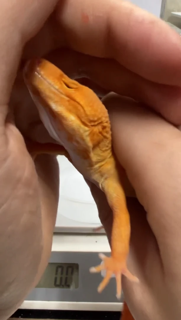 豹纹守宫55555555555