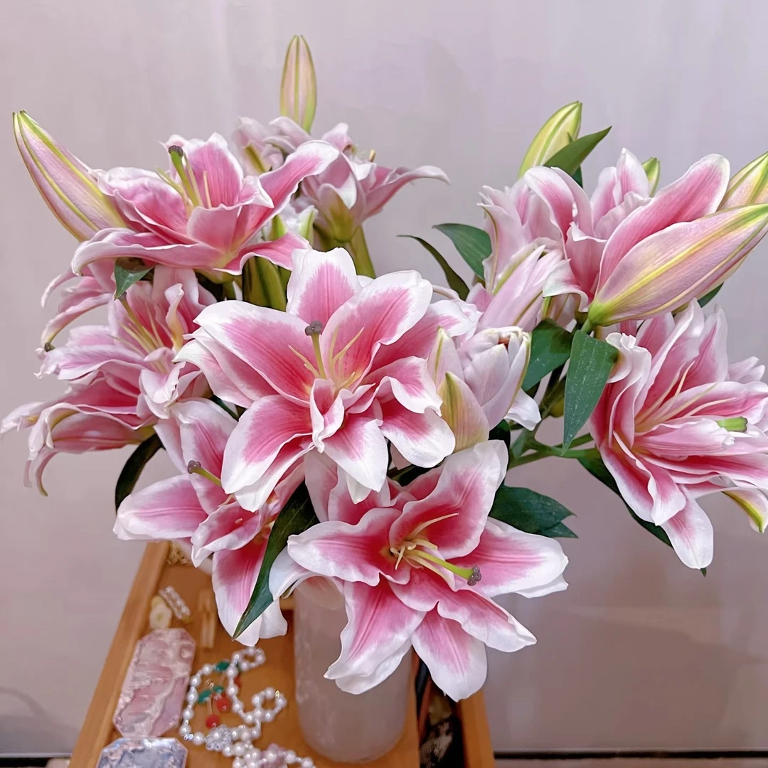 进口百合花种球《卡斯塔周长14/16》1颗重瓣有香味多年生