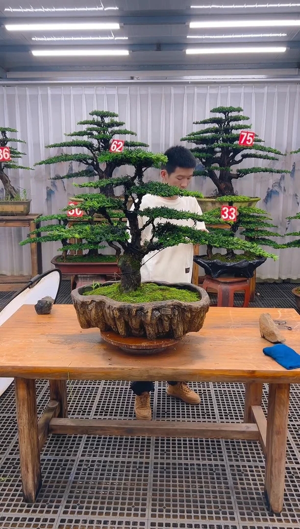 无花朵鄱**声精品盆景直播间一物一拍