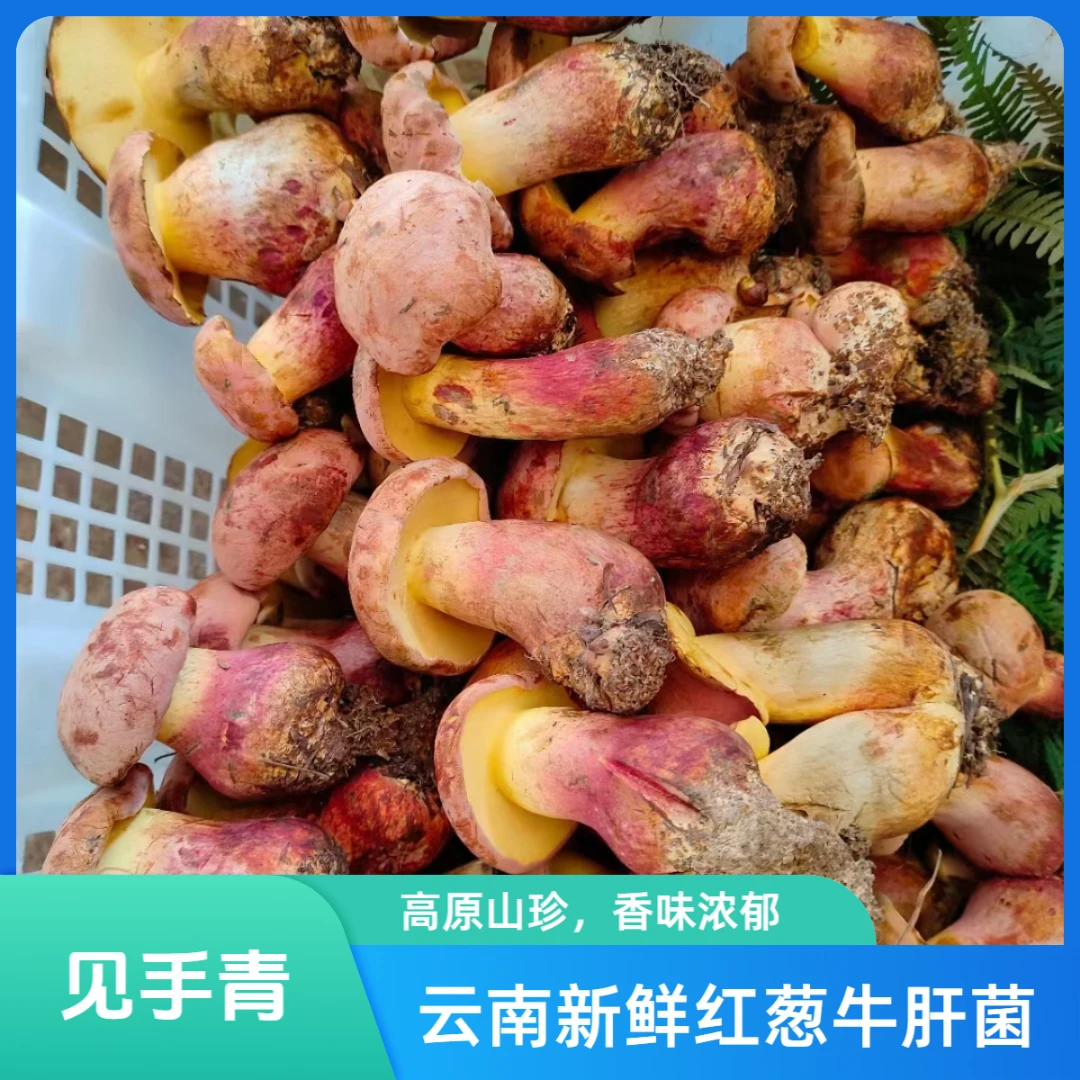 云南新鲜野生红葱牛肝菌见手青粉菌香味浓郁深山美味食用野生菌