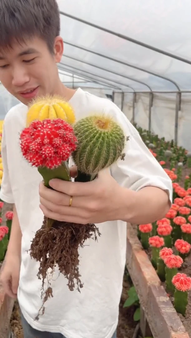 【闪购商品】大红牡丹+大银光锦+大金冠【嫁接】