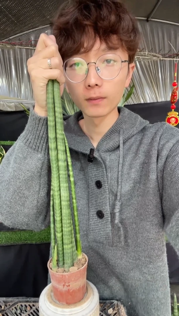 【闪购商品】3根佛前香带盆土12.8