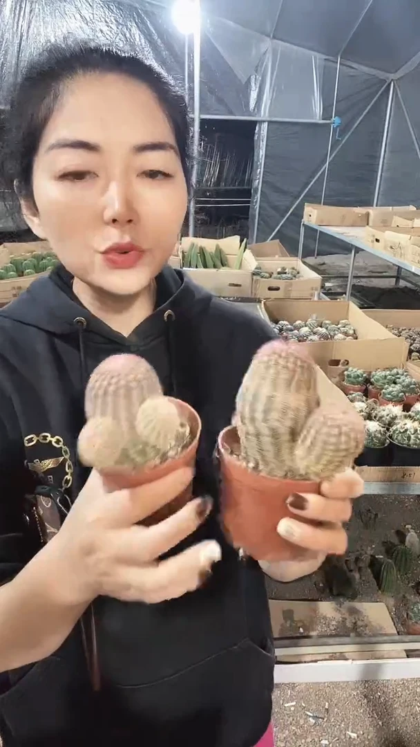 带仔自根三光虾仙人球