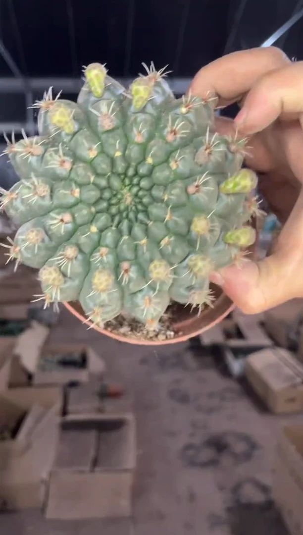 超大 菲花玉【带花苞】11-13cm