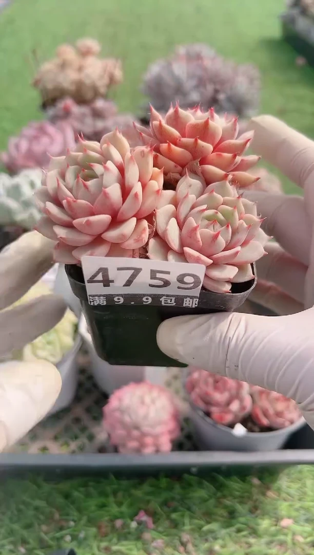 【闪购商品】信福多肉一物一拍