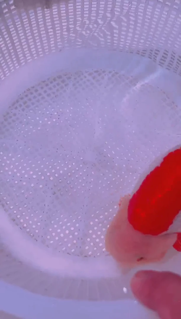 狮头鱼林*扬兰寿金鱼兰寿金鱼