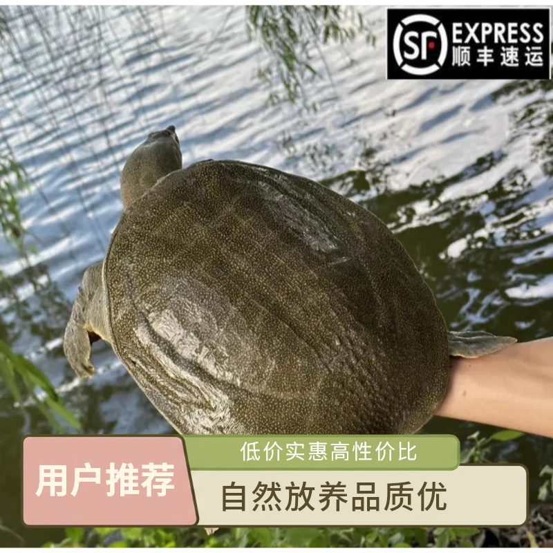（3只装）到手6斤以上-鲜活甲鱼 青黑背 顺丰包邮包活