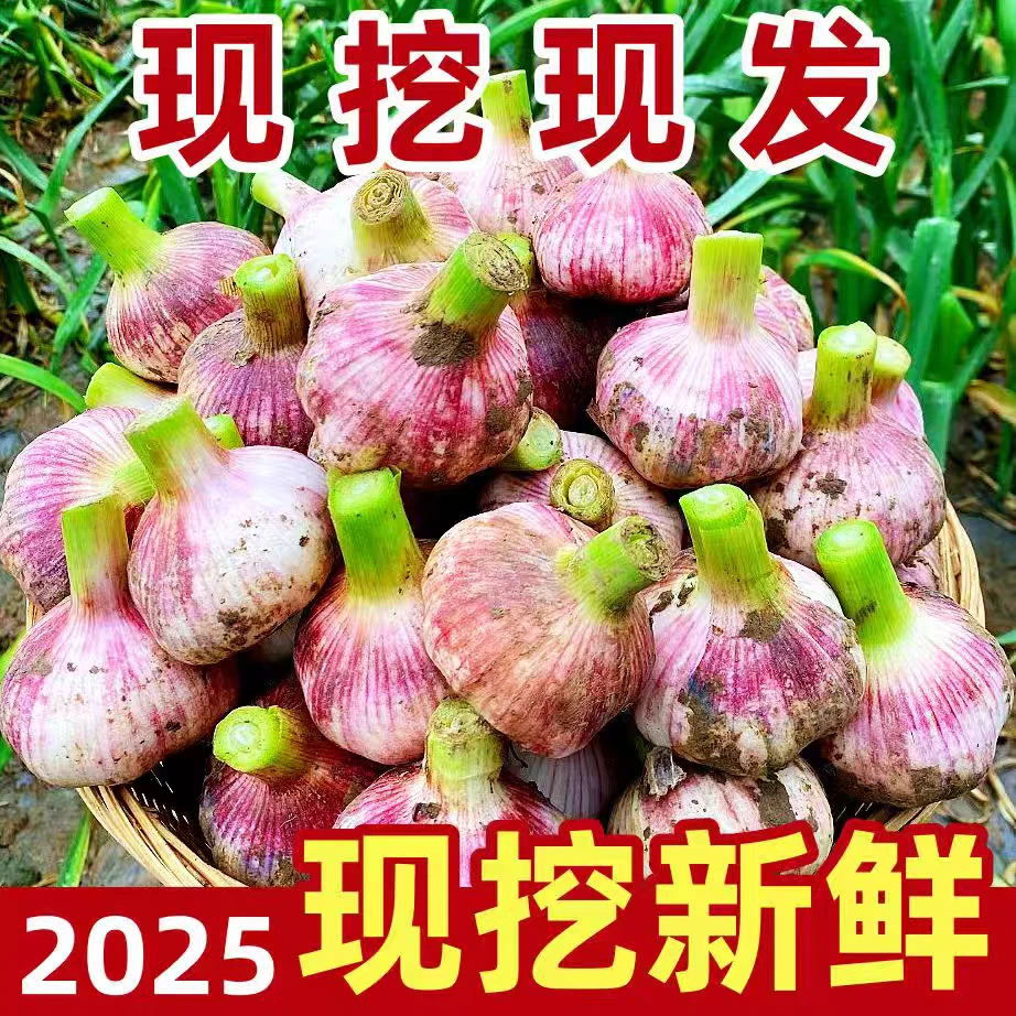 A云南紫皮多瓣大蒜香辣饱满调味农家特产生鲜大红皮蒜