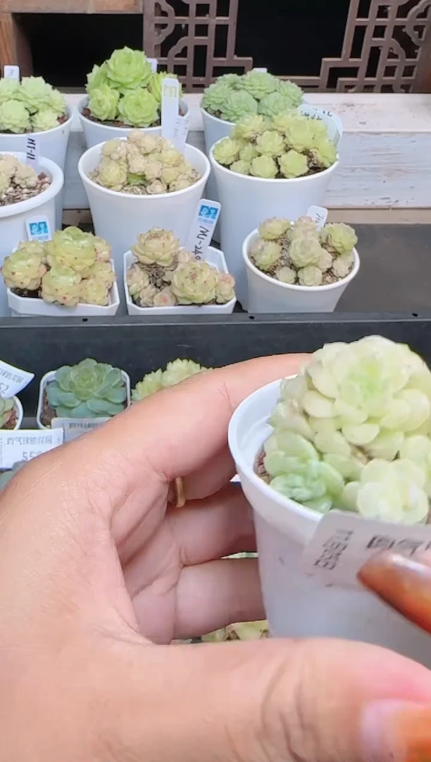 1105-574星星23麦秆群不包整