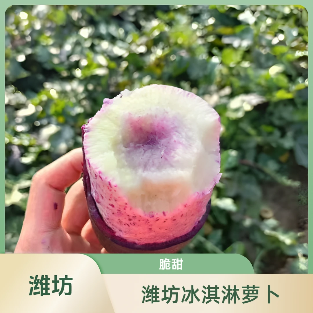 【坏果包赔】潍坊萝卜脆甜不辣正宗冰激凌萝卜潍县萝卜水果萝卜