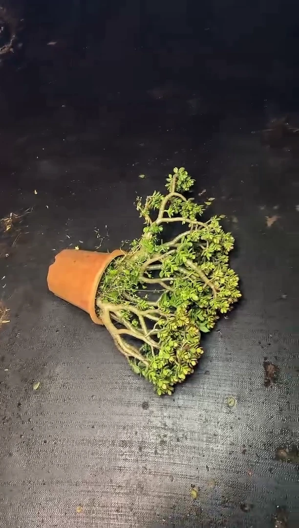 中号继红花月叶展35CM 12.88