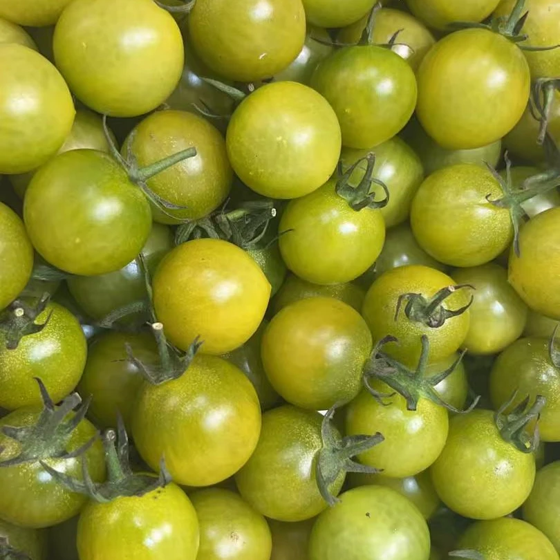 青口蜜绿番茄小番茄约500g±10g番茄同城配千禧圣女果广东省