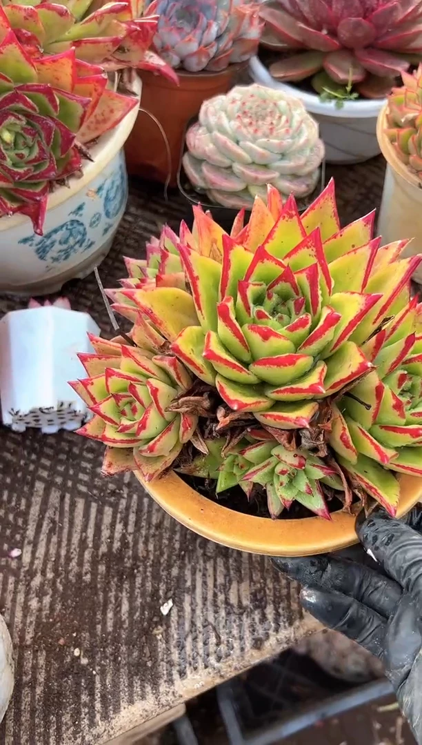 简****福多肉植物一物一拍21330