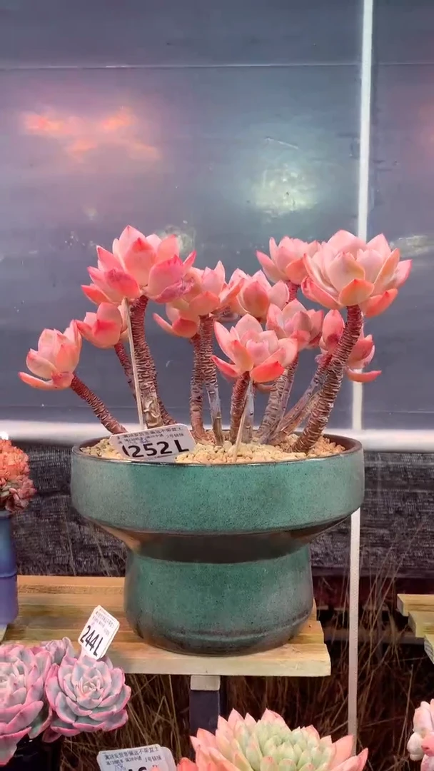 252L带盆价格 只发物流