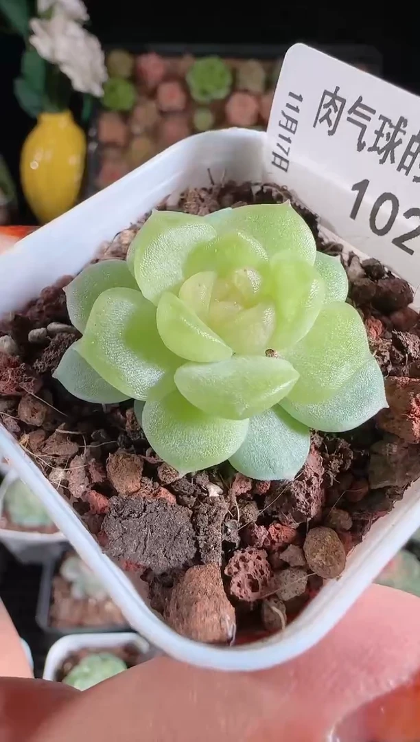 1117-102碧琉璃群生不包整