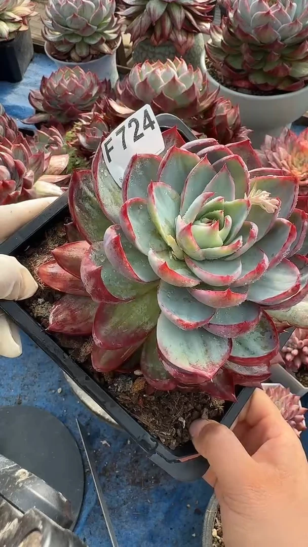 F724惊鸿（裸根发货）