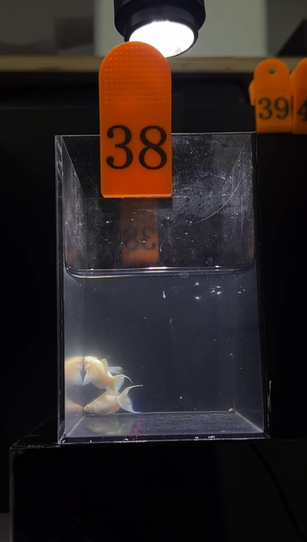 孔雀鱼粉钻玛丽编号38