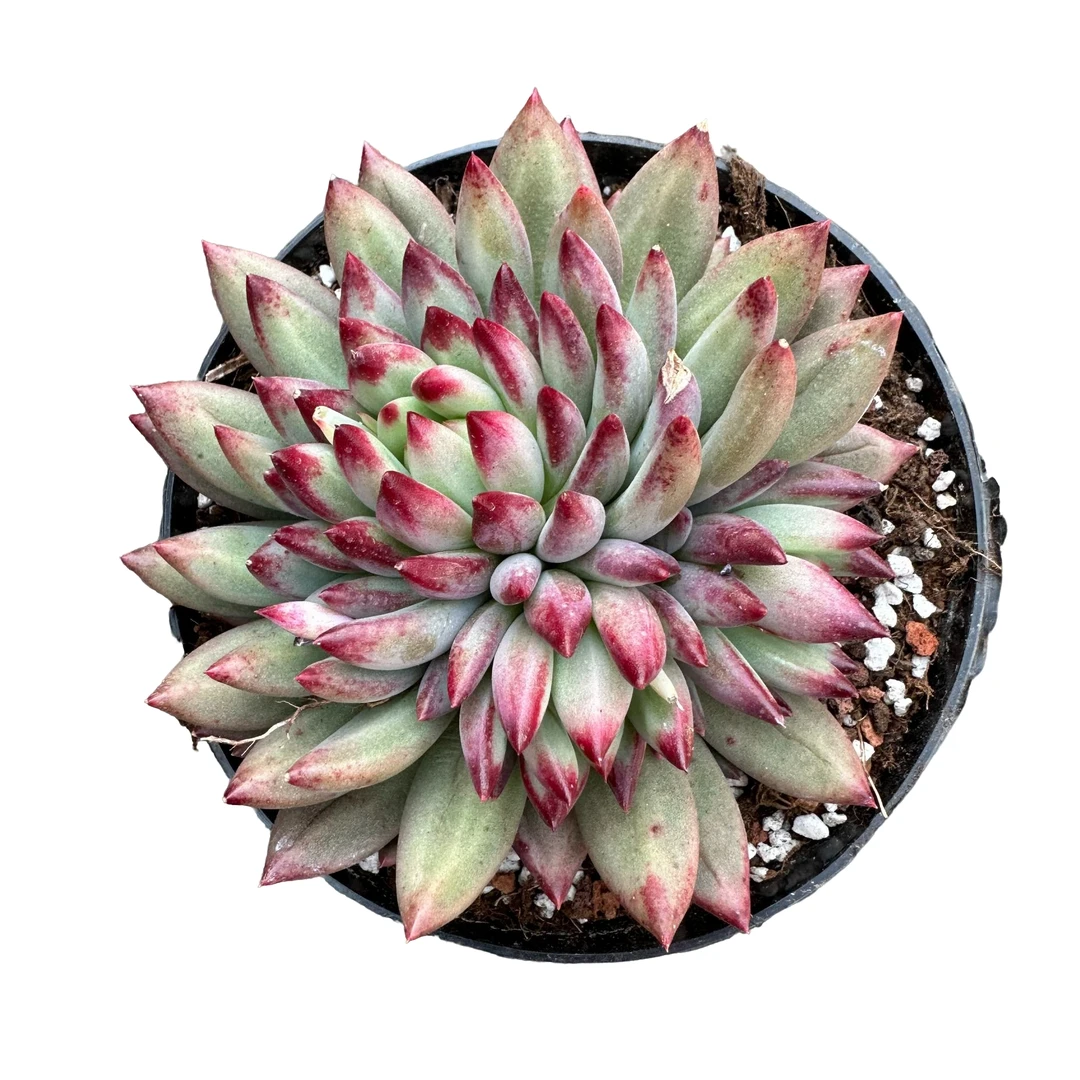 强子精品多肉 二代虞美人 多肉植物 精控精养 净化 空气