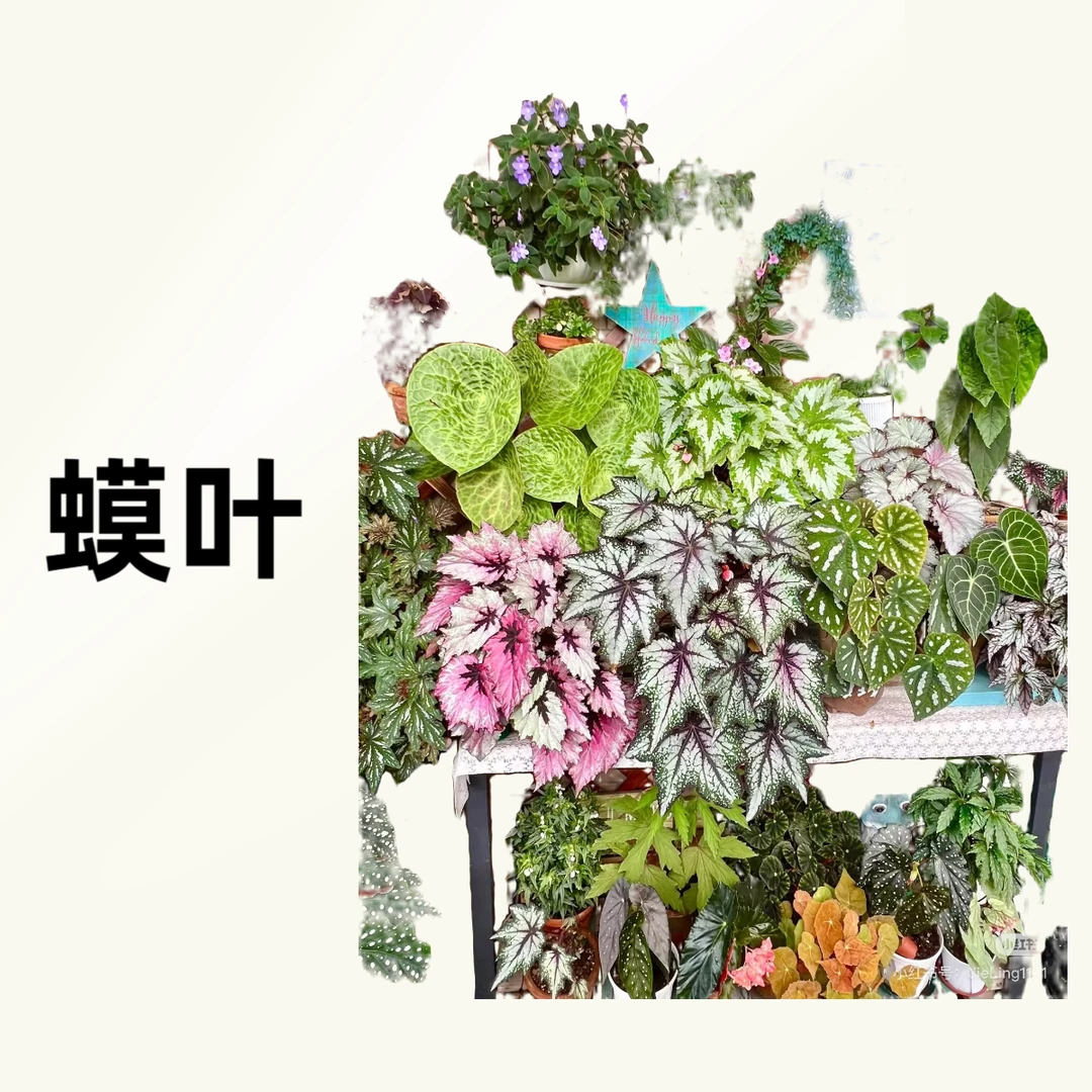 蟆叶秋海棠  有独特的蟆叶形状和绚丽的色彩 部分会反蓝