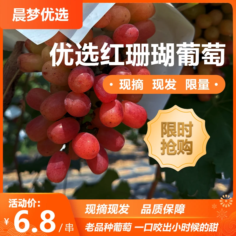 老品种葡萄，小时候的味道。山西省