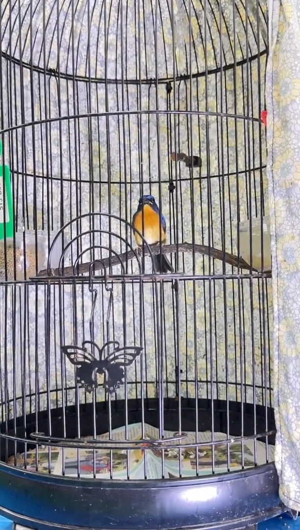 虎皮鹦鹉17号小山岚养笼0元起拍