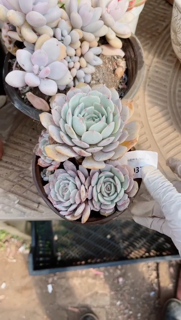 【闪购商品】19371