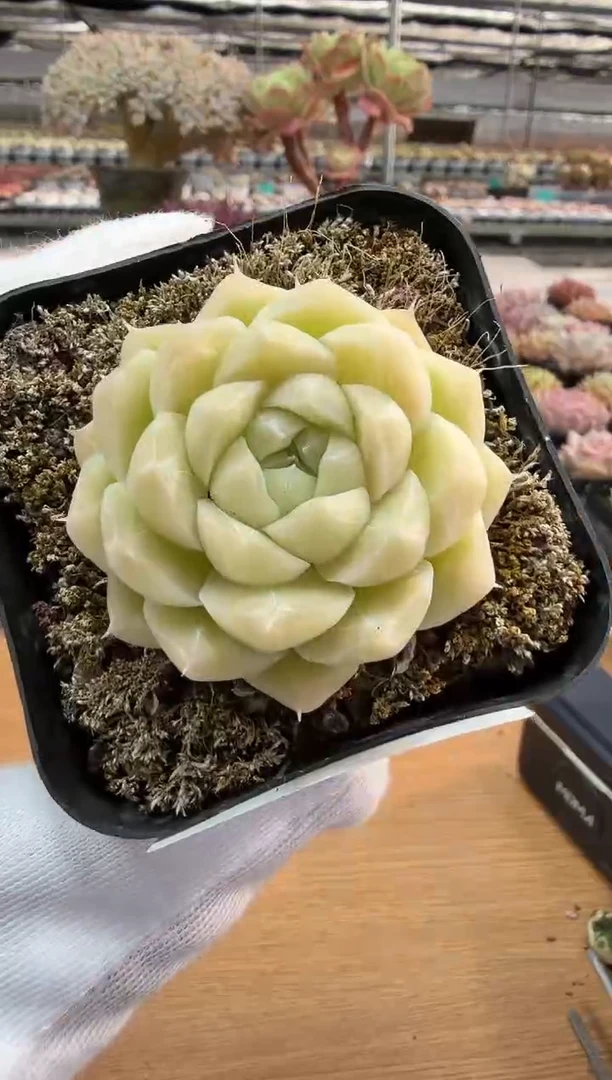 东云多肉园二店-267