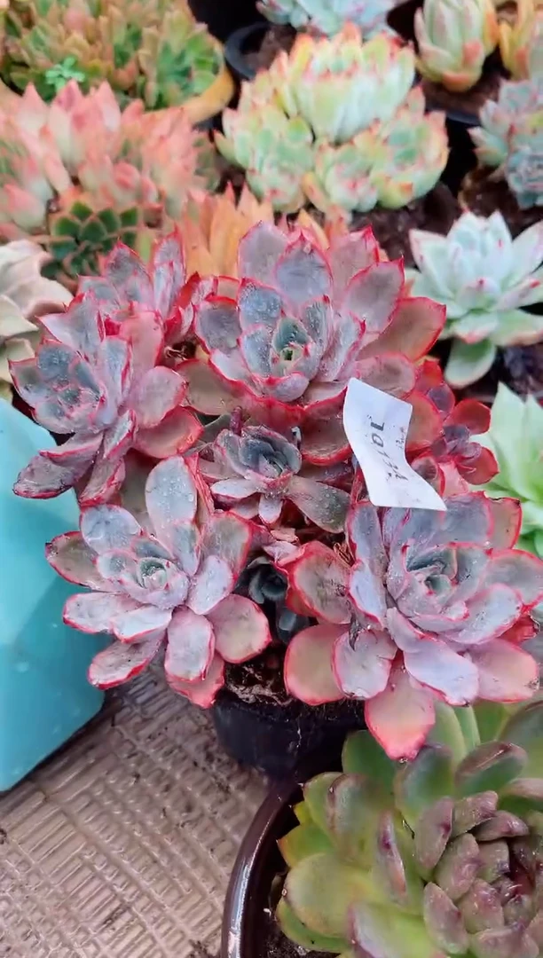L***c多肉植物一物一拍10134