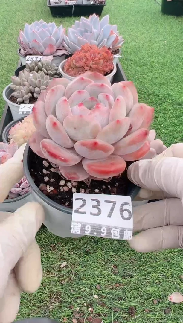 【闪购商品】信福多肉一物一拍