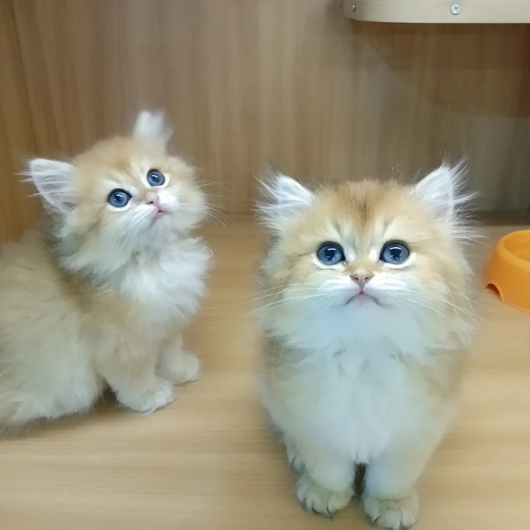 三祖猫咪全款链接