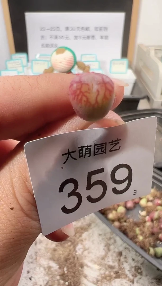 【闪购商品】++++359