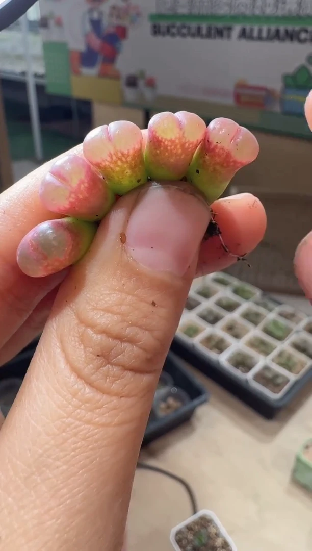 17-314多肉植物肉锥风铃一颗