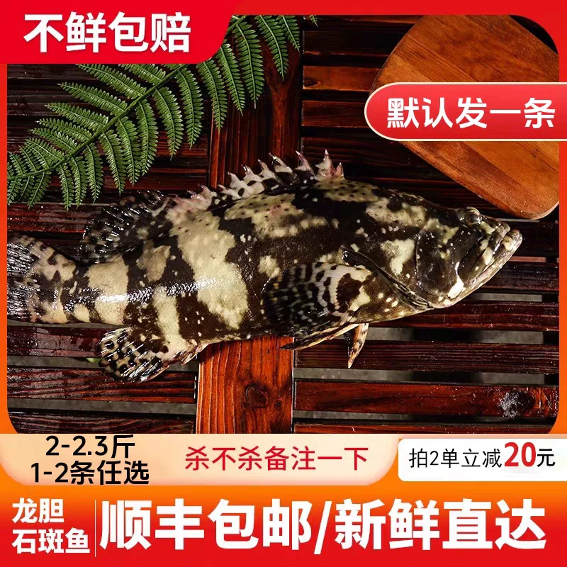 【2.5-3】大龙胆石斑鱼深海海捕珍珠龙胆石斑鱼老虎斑珍珠斑年货