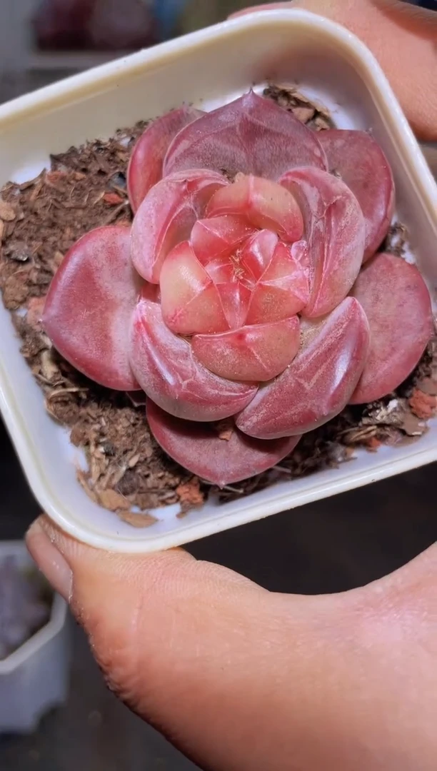 【闪购商品】372金丹多肉