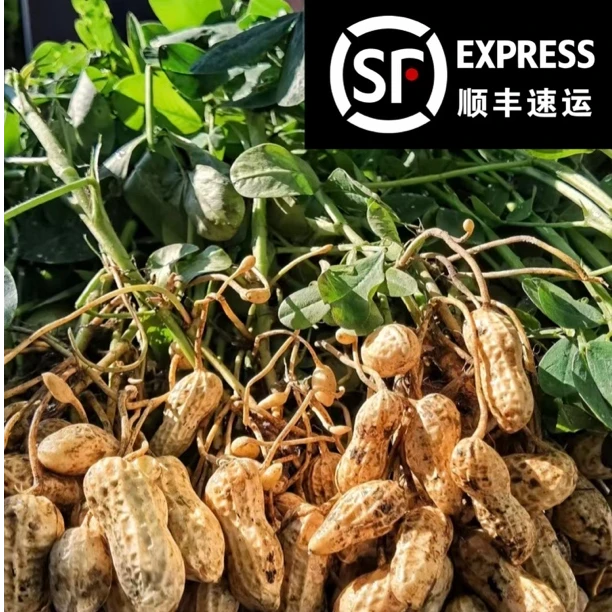 【顺丰包邮】2025年沙土地种植，现挖现发 带壳粉皮山东大花生新鲜
