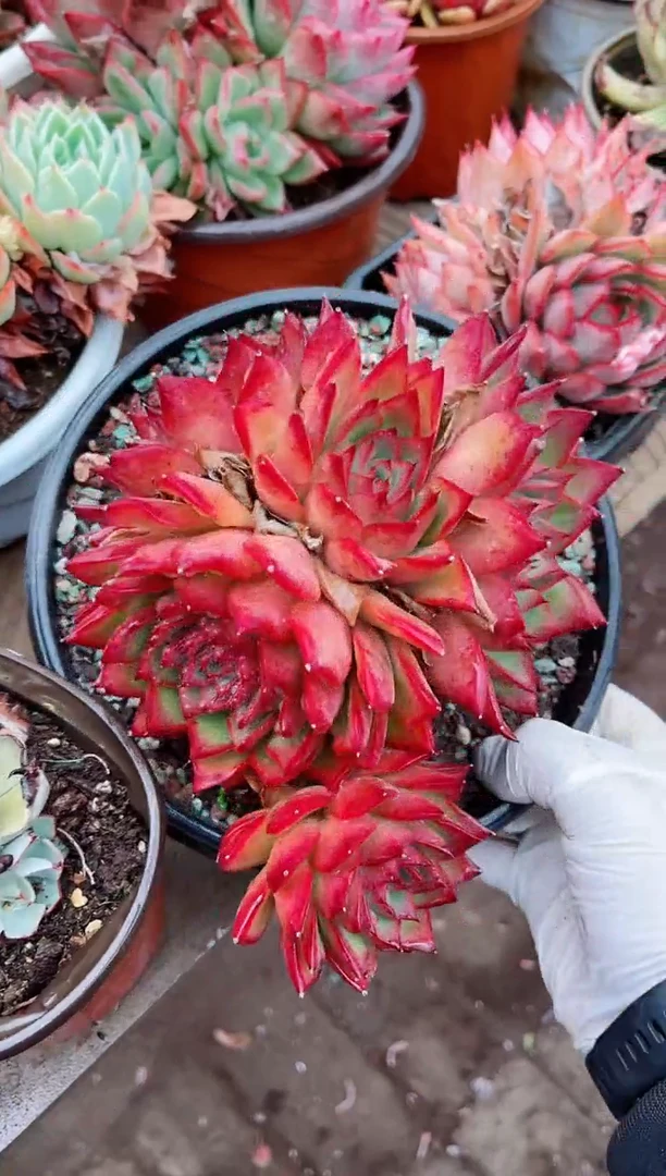 【闪购商品】08187