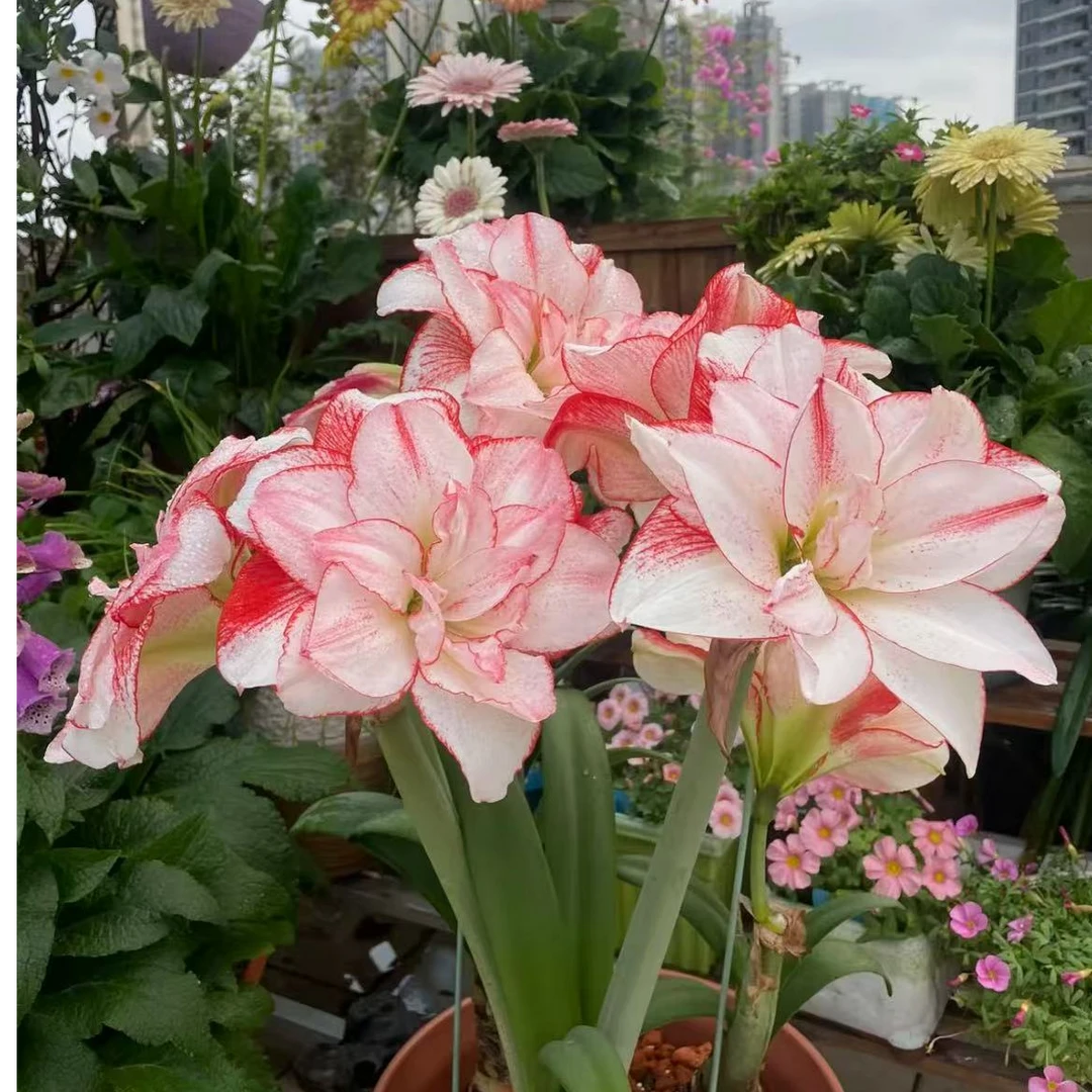 直播专属条纹戴丝重瓣朱顶红种球大球根室内阳台好养活四季开花