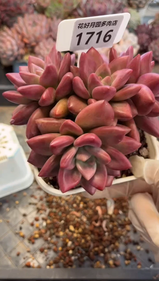 潇1716（天冷必拍保温箱）